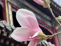 -潭柘寺景区