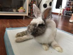 -雨林宠物医院 非犬猫异宠专科