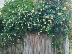 -紫颐香薰山谷景区