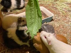 -藦茜花园宠物主题亲子互动体验馆(国顺东路店)