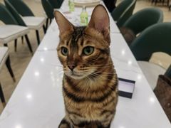 -安格丽娜·狗咖·猫咖羊驼咖(春熙路百盛商场店)