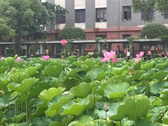 -四川大学(望江校区)