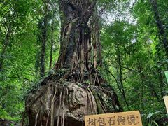 -莫里热带雨林景区