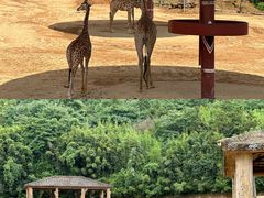 -杭州野生动物世界