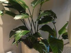 -泰合玺·精油疗愈 SPA(南京河西万达店)
