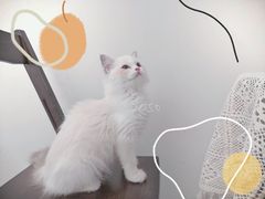-猫友咖啡店(玉林西路店)