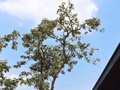 -木守西溪溪隐餐厅