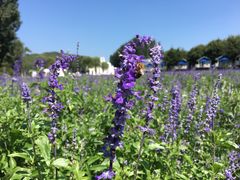 -紫海香堤香草艺术庄园