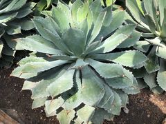 -北京植物园-展览温室