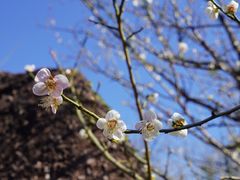 -广州市流溪河国家森林公园