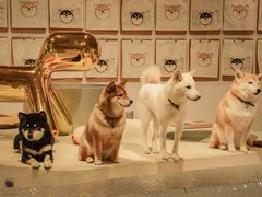 -柴务处·柴犬主题狗咖