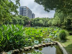 -陈家山荷花公园