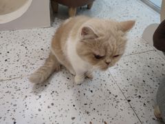 -猫域·湾主题猫咖·宠物吧(南坪城市广场店)