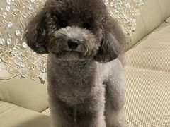 -瑞鹏宠物医院·超声·骨科·奇麟分院(蜀都万达店)