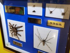 -上海昆虫博物馆