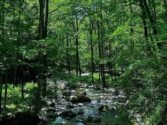 -牛背梁国家森林公园