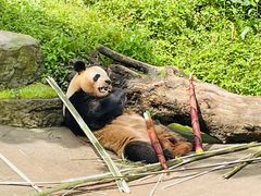 -都江堰中华大熊猫苑