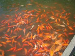 -西湖外事游船(花港观鱼码头)