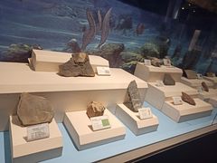 -辽宁古生物博物馆