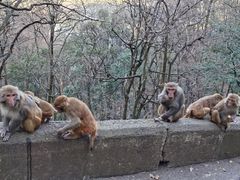 -黔灵山公园