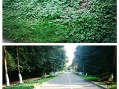 -黑龙江省森林植物园
