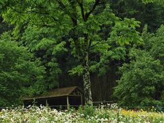 -武陵山森林公园