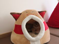 -猫在这儿猫咪咖啡馆·撸猫馆
