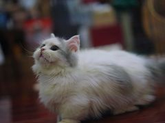 -momokira米努特·德文卷毛猫·棉花面纱犬