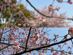 -顾村公园