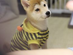 -逗柴咖啡屋·狗咖猫咖宠物桌游