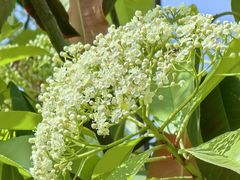 -汉长安城未央宫国家考古遗址公园