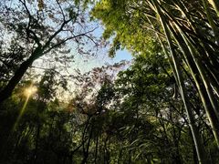-黄埔油麻山森林公园