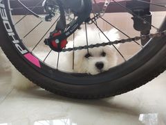 -翊宠yipet猫狗购宠庄园犬舍•猫舍