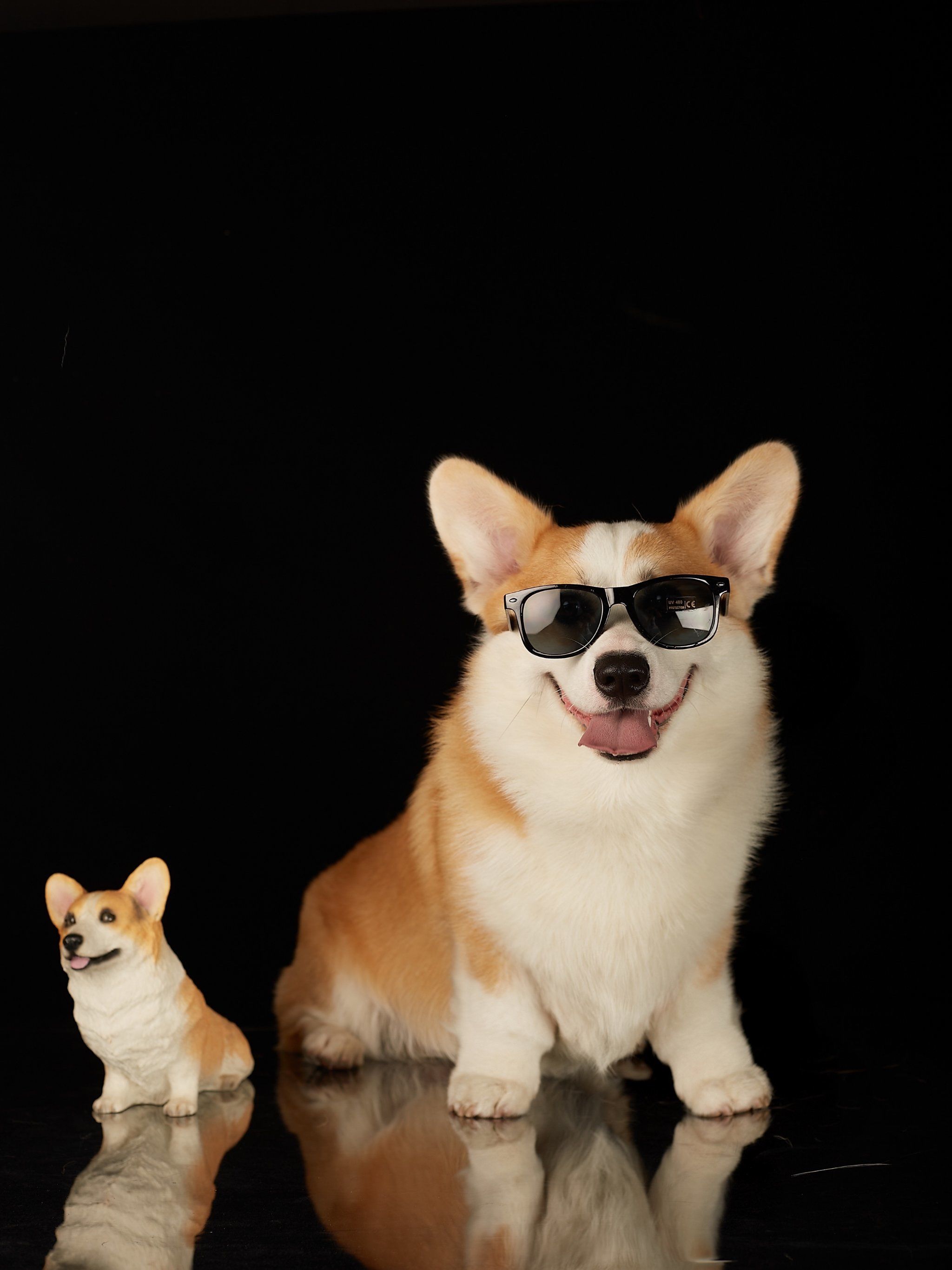 柯基写真