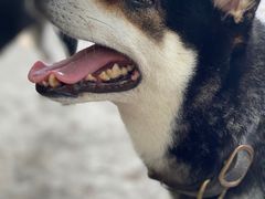 -柴犬高等学院·狗咖·柴犬售卖·宠物训练