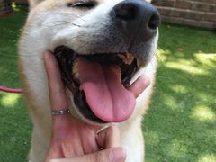 -柴犬高等学院·狗咖·柴犬售卖·宠物训练