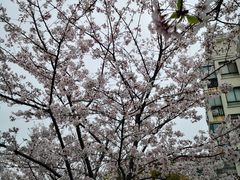 -高东镇樱花园