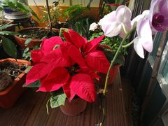 -龙大花卉苗木市场