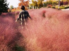 -羊亭河湿地公园