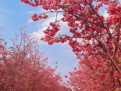 -宜良山后樱花谷