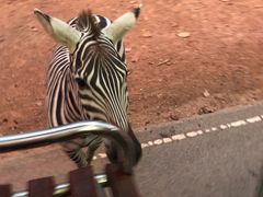 -清迈夜间动物园