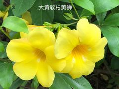 -广西壮族自治区药用植物园
