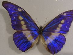 android_upload_pic-上海昆虫博物馆