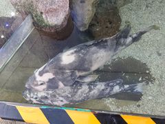 -野山舂·贵州现舂酸汤火锅(鸿通城店)