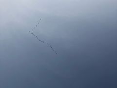 -盐城丹顶鹤湿地生态旅游区