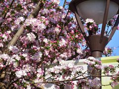-海棠花溪(元大都城垣遗址公园)