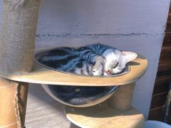 -蓝鲸·缅因猫舍