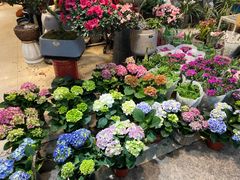 -双季花艺园艺市场(浦东店)