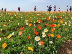 -大塘金香草谷