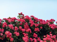 -上海辰山植物园